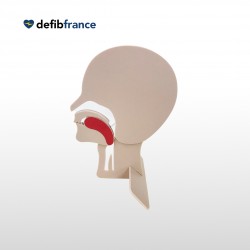 Modèle de Tête en Coupe