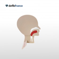 Modèle de Tête en Coupe
