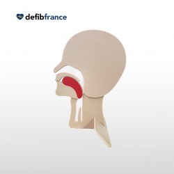 Modèle de Tête en Coupe